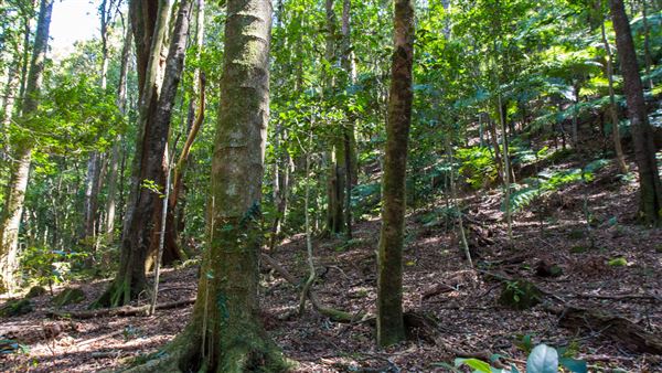Glengariff Estate Rainforest (15/10/2019 - Credits: Jeremy Peek)