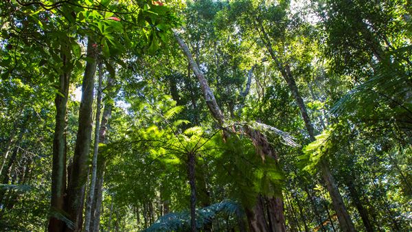 Glengariff Estate Rainforest (15/10/2019 - Credits: Jeremy Peek)