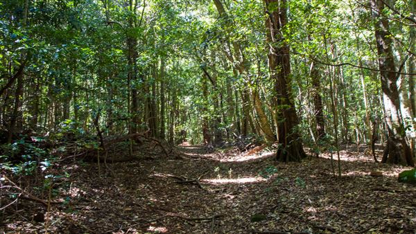 Glengariff Estate Rainforest (15/10/2019 - Credits: Jeremy Peek)