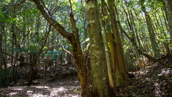 Glengariff Estate Rainforest (15/10/2019 - Credits: Jeremy Peek)