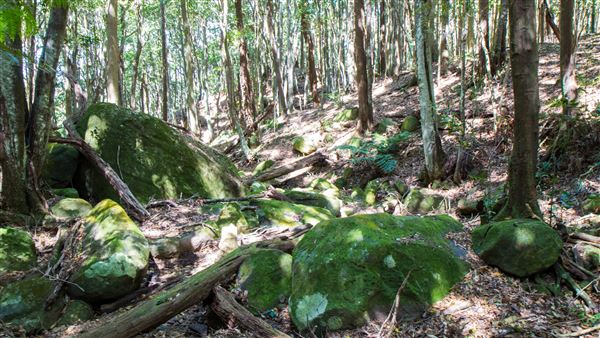 Glengariff Estate Rainforest (15/10/2019 - Credits: Jeremy Peek)