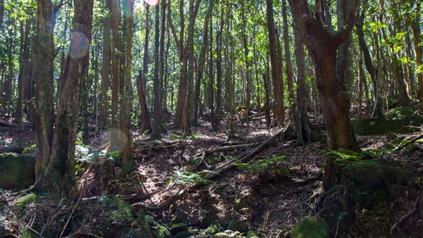 Glengariff Estate Rainforest (15/10/2019 - Credits: Jeremy Peek)