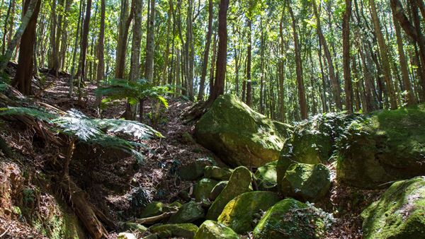 Glengariff Estate Rainforest (15/10/2019 - Credits: Jeremy Peek)