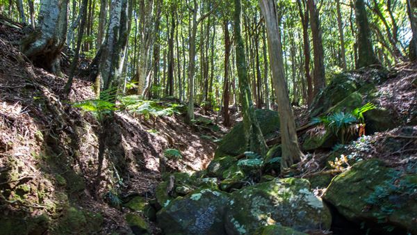 Glengariff Estate Rainforest (15/10/2019 - Credits: Jeremy Peek)