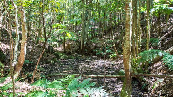 Glengariff Estate Rainforest (15/10/2019 - Credits: Jeremy Peek)