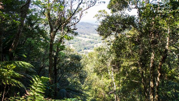 Glengariff Estate Rainforest (15/10/2019 - Credits: Jeremy Peek)