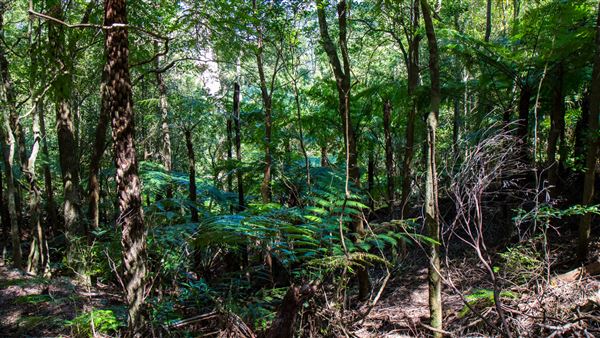 Glengariff Estate Rainforest (15/10/2019 - Credits: Jeremy Peek)