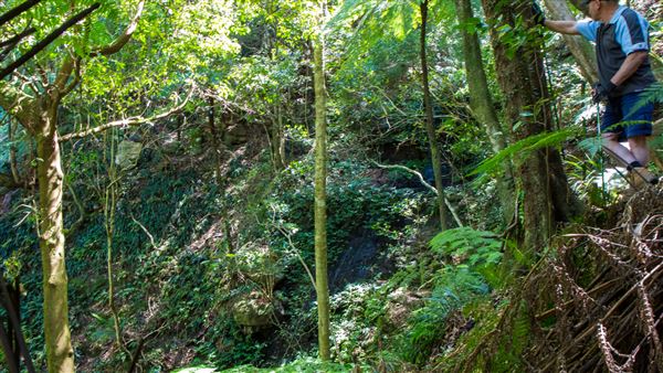 Glengariff Estate Rainforest (15/10/2019 - Credits: Jeremy Peek)