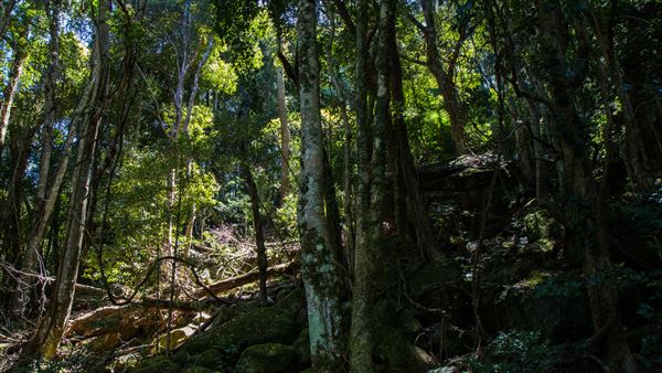 Glengariff Estate Rainforest (15/10/2019 - Credits: Jeremy Peek)