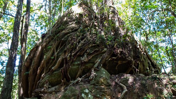 Glengariff Estate Rainforest (15/10/2019 - Credits: Jeremy Peek)