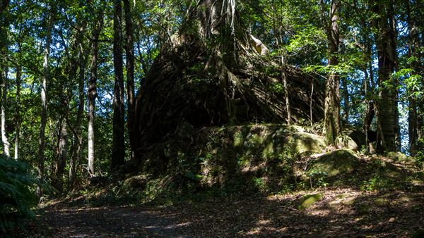 Glengariff Estate Rainforest (15/10/2019 - Credits: Jeremy Peek)