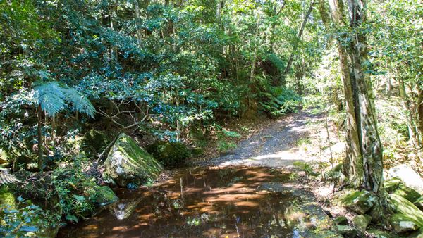 Glengariff Estate Rainforest (15/10/2019 - Credits: Jeremy Peek)