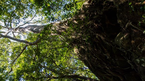 Glengariff Estate Rainforest (15/10/2019 - Credits: Jeremy Peek)