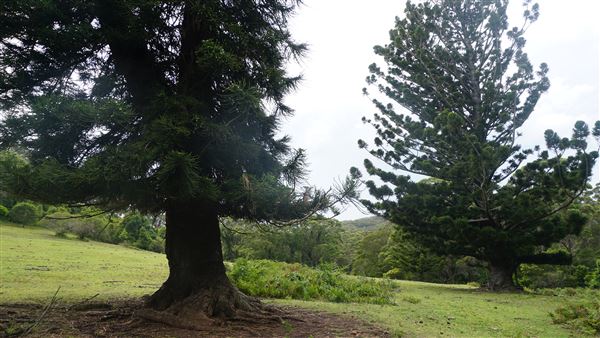 Otford Farm - The Pines Paddock with Jungle Gully (19/11/2019 - Credits: Screen NSW)