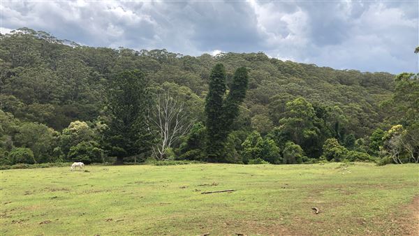 Otford Farm - The Pines Paddock with Jungle Gully (19/11/2019 - Credits: Screen NSW)