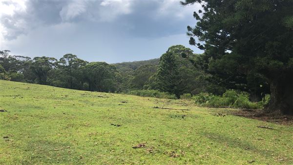 Otford Farm - The Pines Paddock with Jungle Gully (19/11/2019 - Credits: Screen NSW)