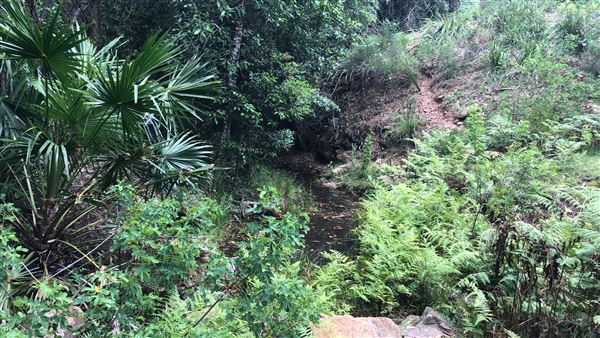 Otford Farm - The Pines Paddock with Jungle Gully (19/11/2019 - Credits: Screen NSW)