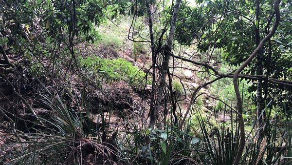Otford Farm - The Pines Paddock with Jungle Gully (19/11/2019 - Credits: Screen NSW)