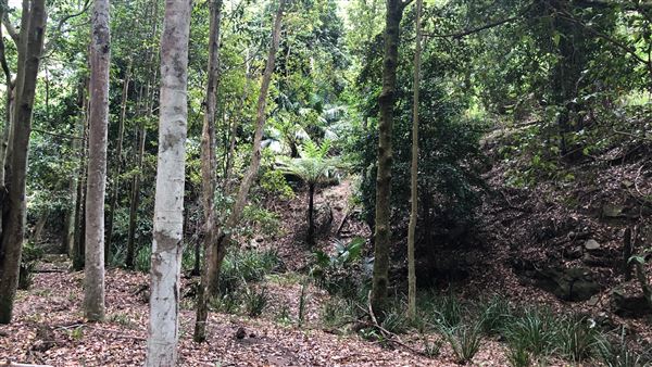 Otford Farm - The Pines Paddock with Jungle Gully (19/11/2019 - Credits: Screen NSW)