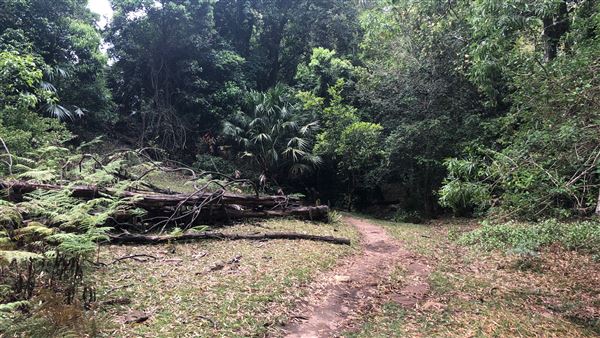 Otford Farm - The Pines Paddock with Jungle Gully (19/11/2019 - Credits: Screen NSW)