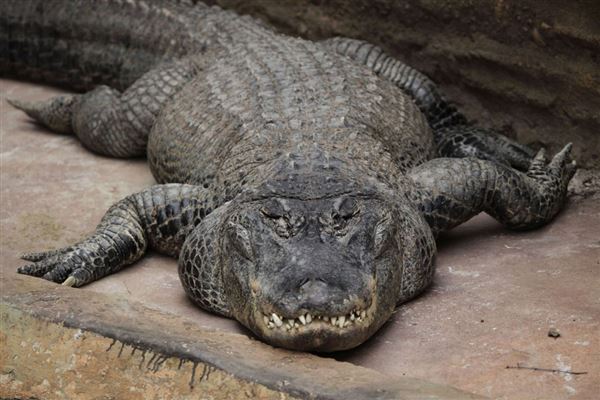 The Australian Reptile Park - American Alligator (3/07/2020 - Credits: Australian Reptile Park)
