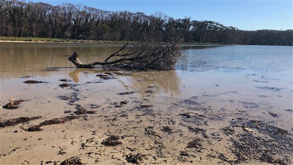 Berrara Creek - Conjola National Park (6/07/2020 - Credits: Shannon Wheeler)