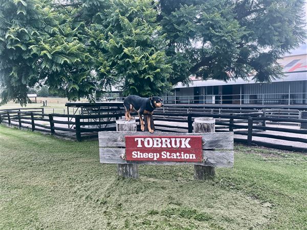 Tobruk Sheep Station - Shearing Shed & Event Venue - These photos were taken at the end of summer however, it was an unusually overcast yet bright day. (23/02/2021 - Credits: Cheryl Conway)
