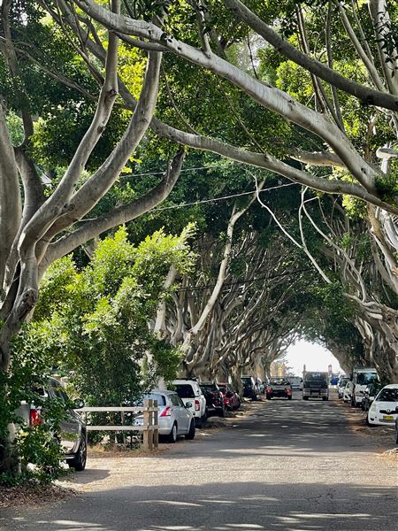 Bronte Streets - Marroo Street (8/03/2021 - Credits: Cheryl Conway)