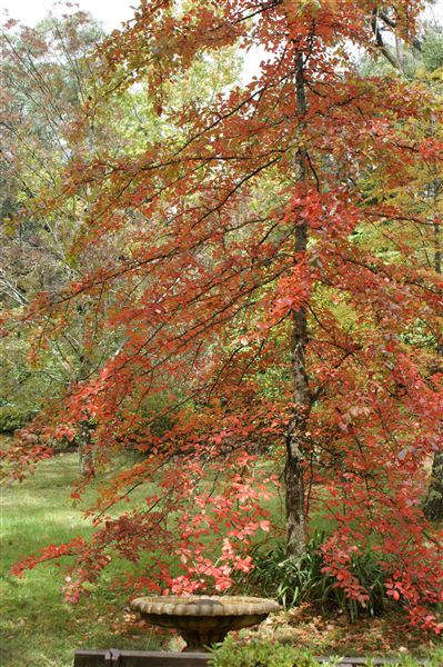 Campbell Rhododendron Gardens (1/10/2022 - Credits: Julie Parker, Deb Wells)