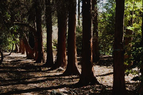 Dennarque Estate (17/07/2018 - Credits: Evan Wang)