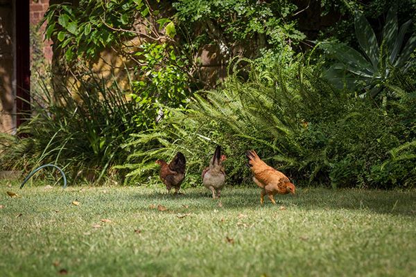 Tocal Farm (23/05/2019 - Credits: Tocal College)