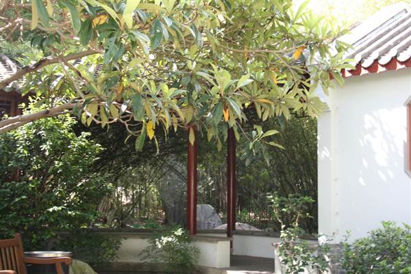Chinese Garden of Friendship - Darling Harbour (27/02/2013 1:33:37 PM)