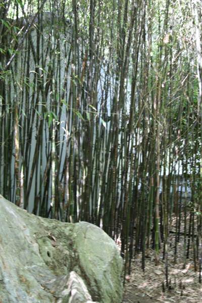 Chinese Garden of Friendship - Darling Harbour (27/02/2013 1:34:17 PM)