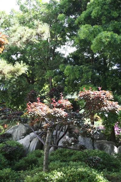 Chinese Garden of Friendship - Darling Harbour (27/02/2013 1:34:58 PM)