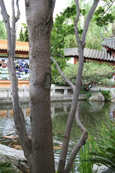 Chinese Garden of Friendship - Darling Harbour (27/02/2013 1:40:51 PM)