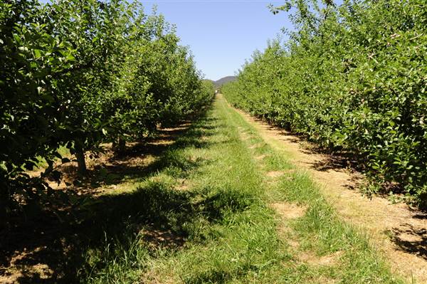 Daydawn Orchard (27/02/2013 7:04:15 PM)