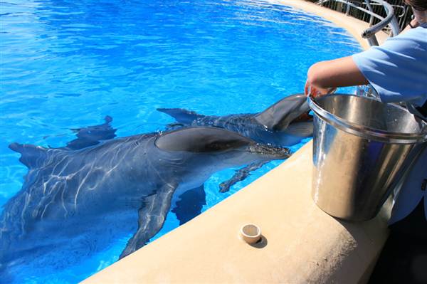 Dolphin Marine Magic (27/02/2013 10:43:35 PM)