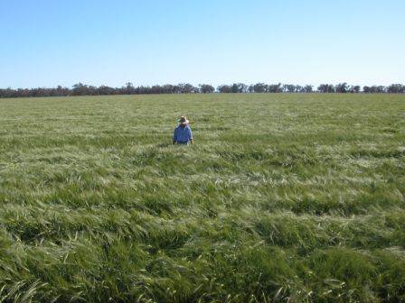 Barley Crop, near Narromine (28/02/2013 8:15:46 PM)