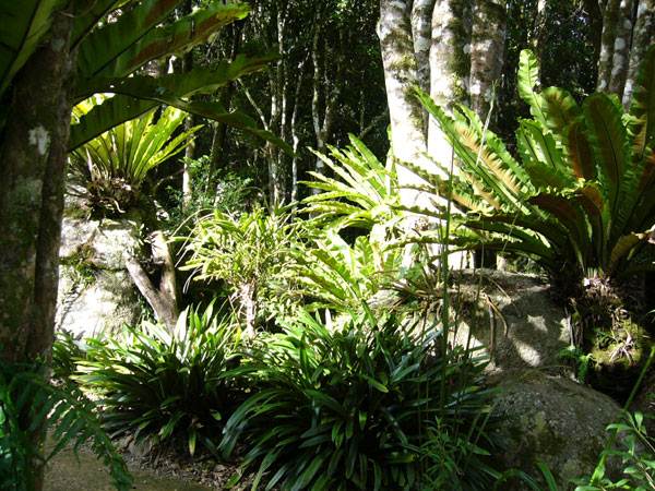 Booyong Flora Reserve (1/03/2013 11:32:02 AM)