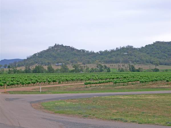 Broke vineyards (1/03/2013 12:14:47 PM)
