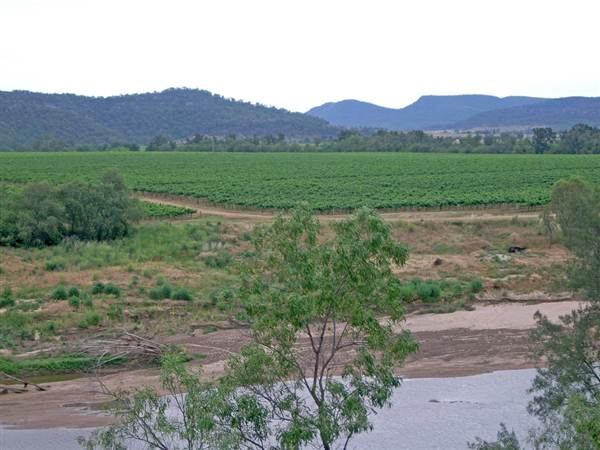 Broke vineyards (1/03/2013 12:15:08 PM)