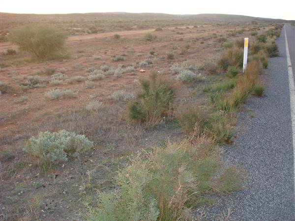 Broken Hill Area (1/03/2013 7:30:16 PM)