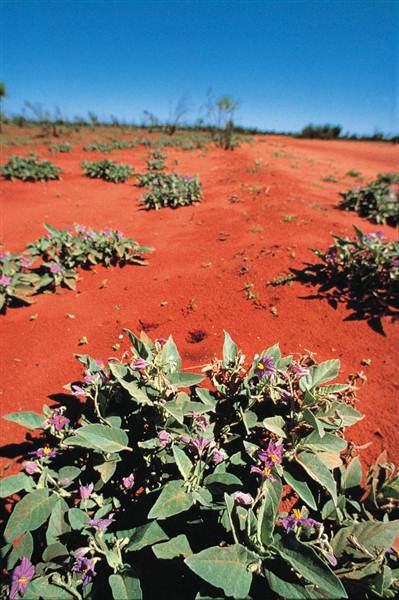 Broken Hill Area (Inc. Silverton) (1/03/2013 9:02:30 PM)