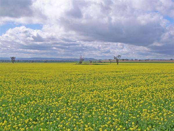 Canola Field (3/03/2013 8:25:47 AM)
