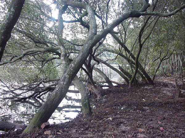 Lane Cove River (6/03/2013 12:08:50 PM)