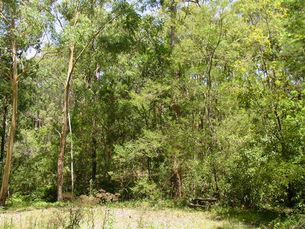 Lane Cove National Park (6/03/2013 12:09:23 PM)