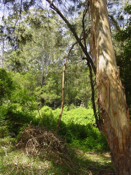 Lane Cove National Park (6/03/2013 12:11:26 PM)