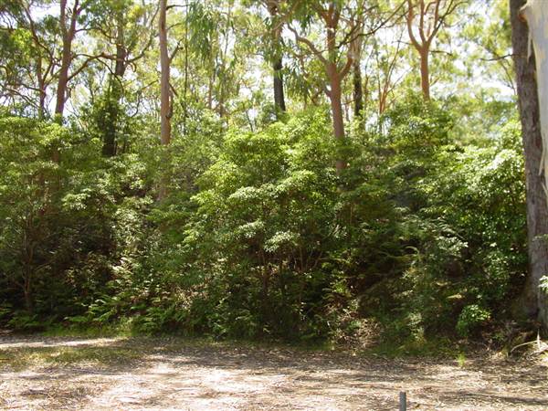 Lane Cove National Park (6/03/2013 12:13:10 PM)