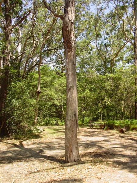 Lane Cove National Park (6/03/2013 12:13:46 PM)