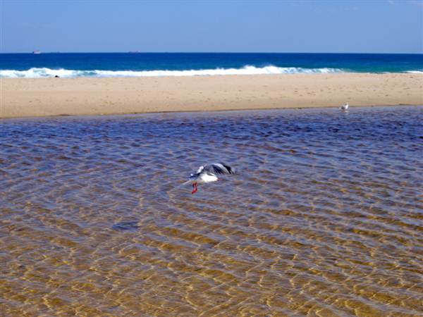 Redhead Beach (6/03/2013 4:13:09 PM)